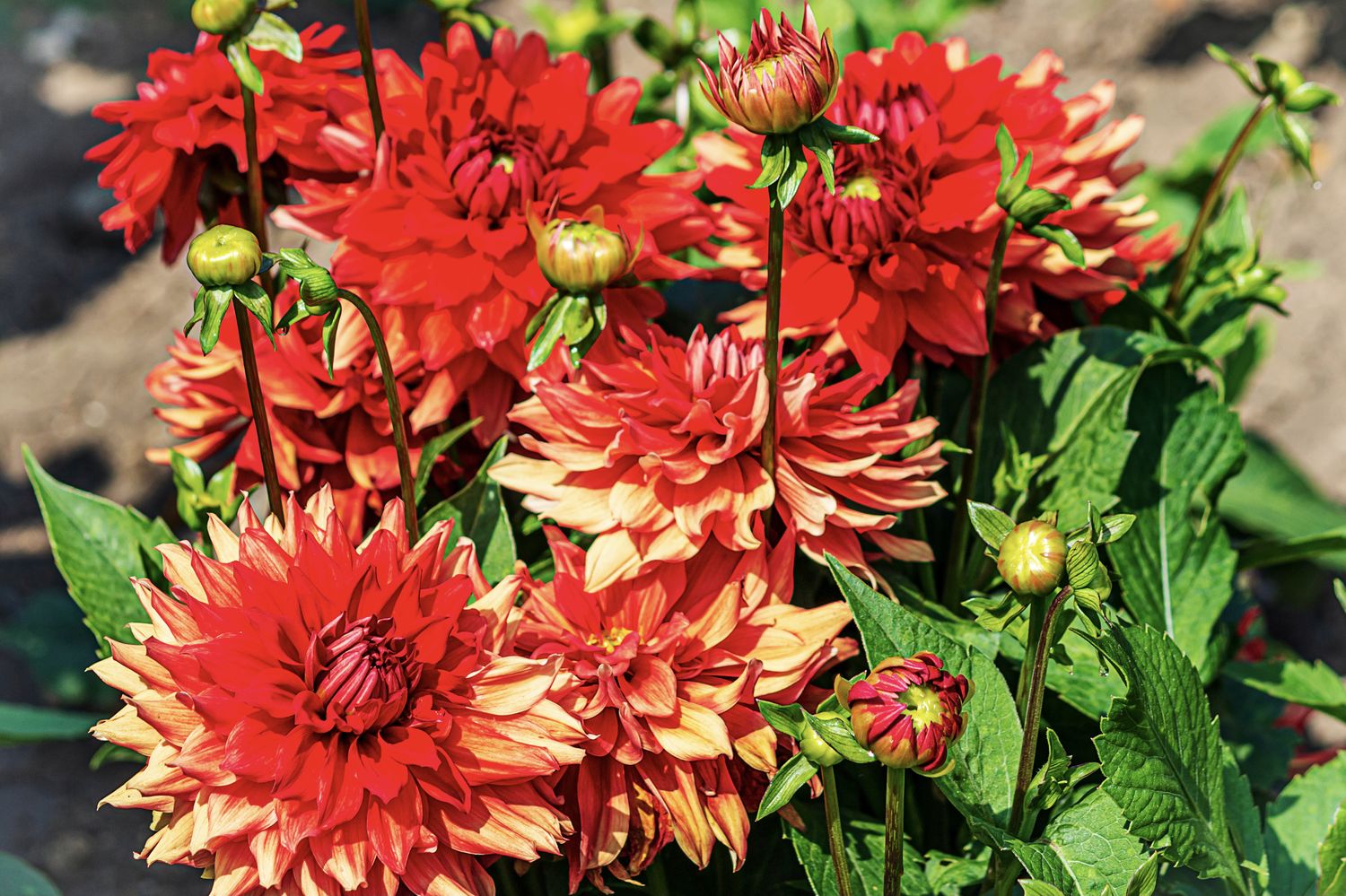 Dahlien ExpertenTipps rund um die Dahlie Plantura