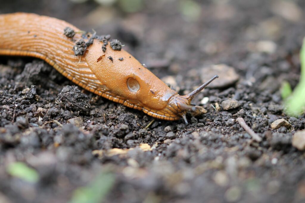 Schnecken im Garten