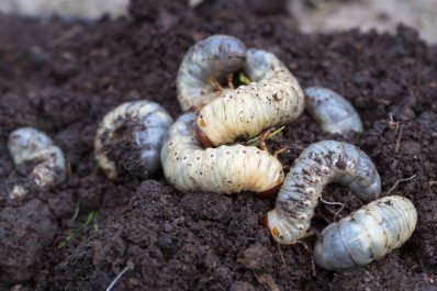 Engerlinge bekämpfen: Käferlarven für eine erfolgreiche Bekämpfung bestimmen