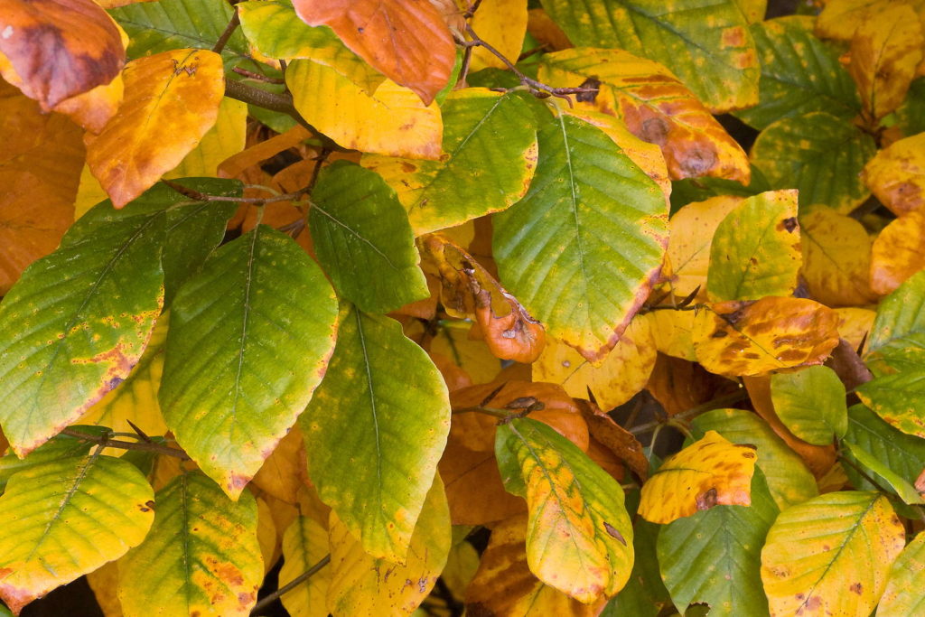 fagus sylvatica Buchenhecke Herbst