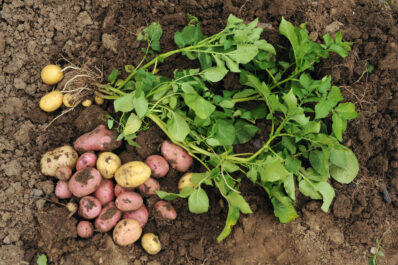 Frühkartoffeln: Sorten im Überblick, Anbau & Ernte