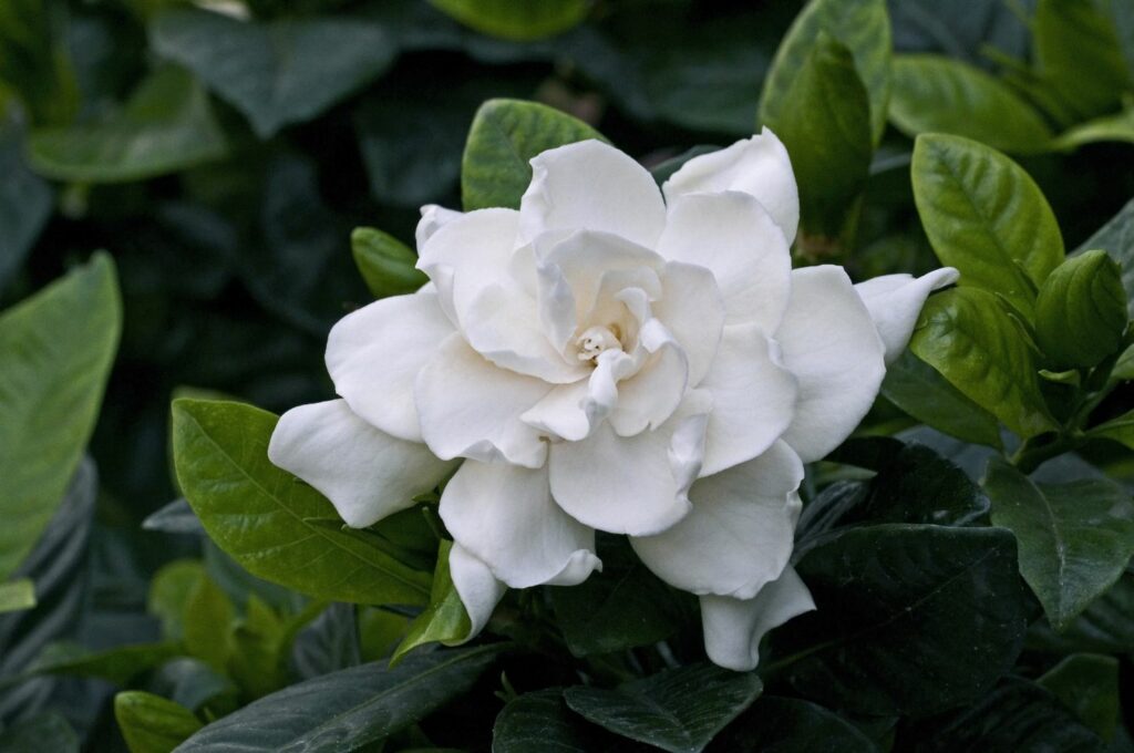 Gardenie mit weißer Blüte