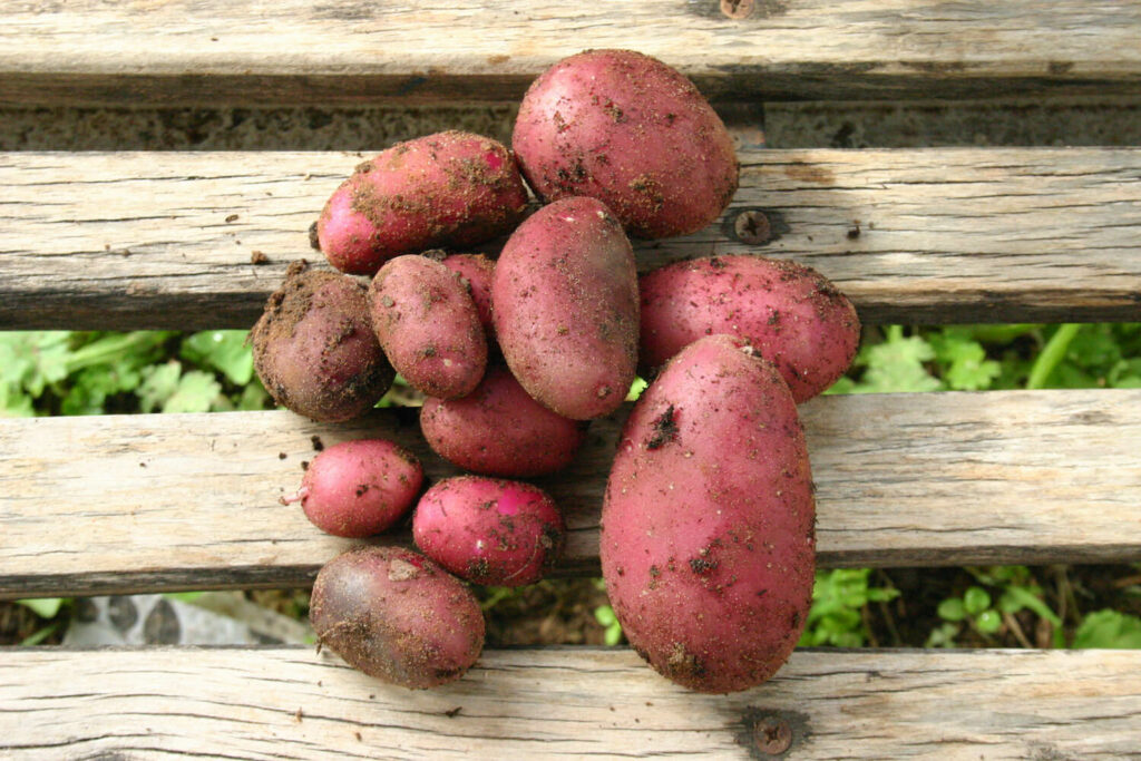 Frühkartoffel Rote Emmalie