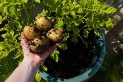 Kartoffeln im Topf anbauen: Anleitung & Video