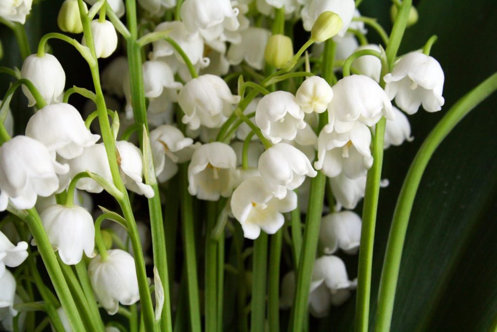 Maiglöckchen Blüten