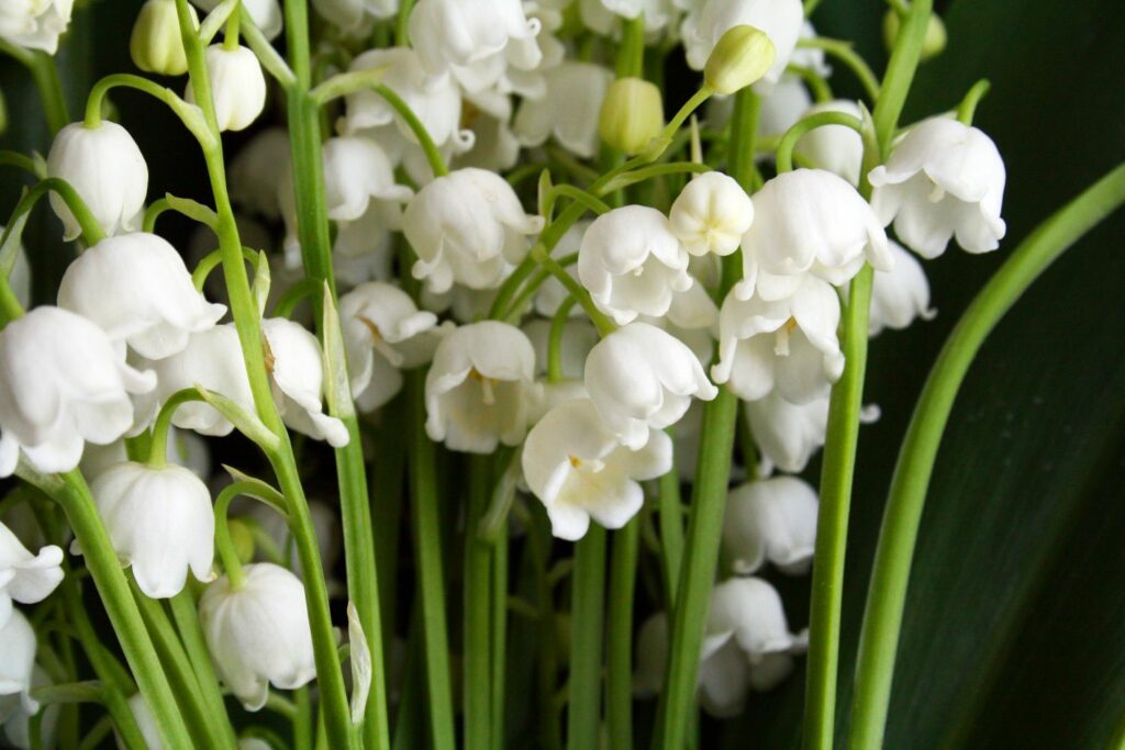 Maiglöckchen mit weißen Blüten