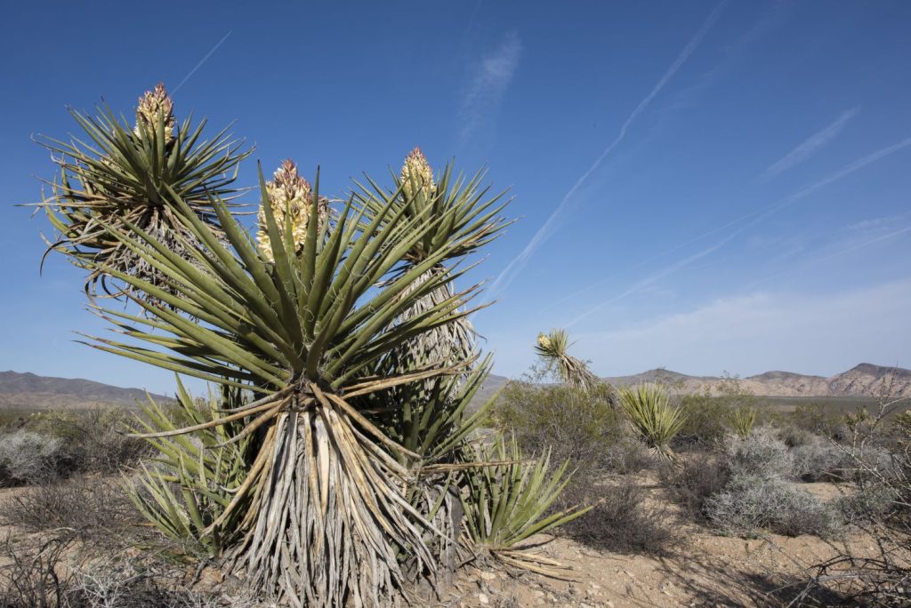 Yucca-Palme