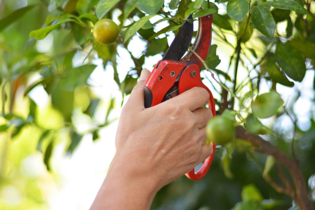 Orangenbaum schneiden