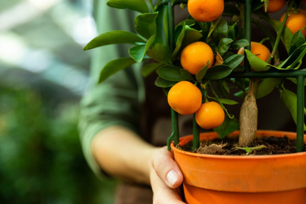 Orangenbaum im Topf