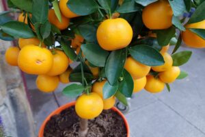 Orangenbaum