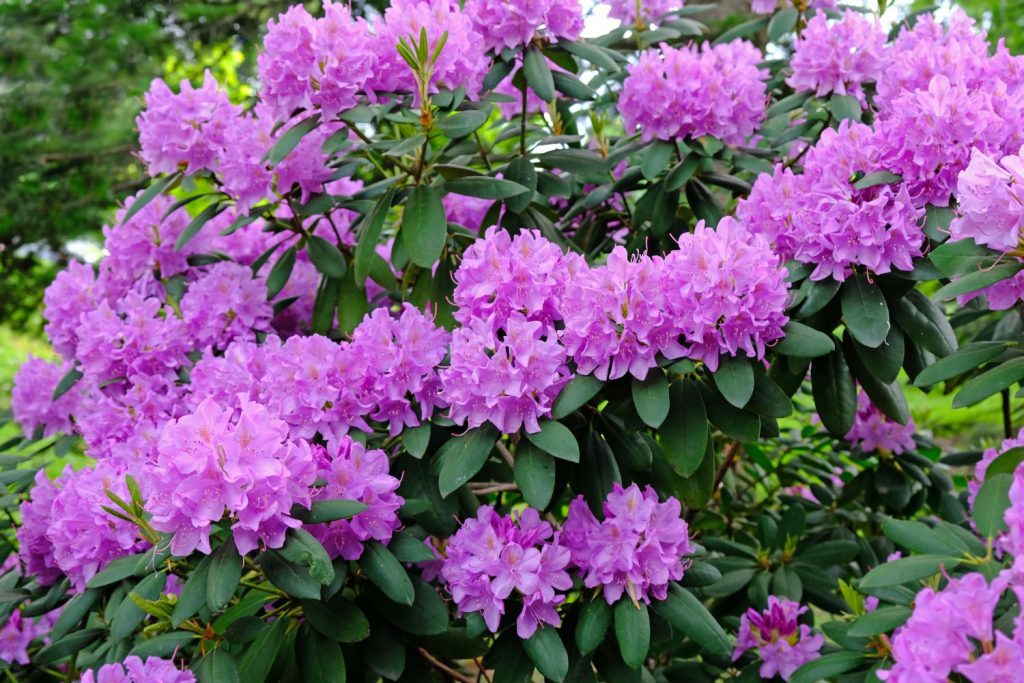 Lila-blühender Rhododendron