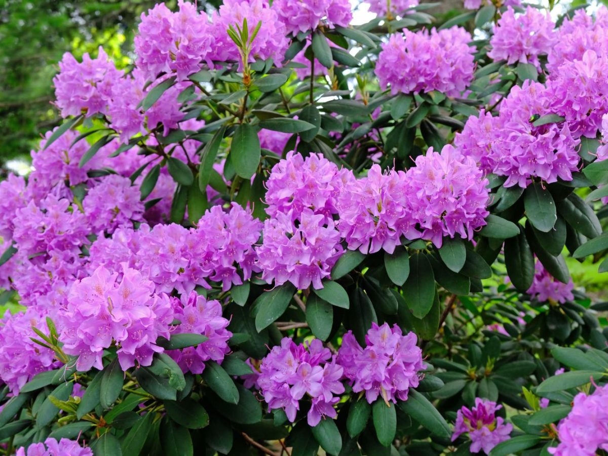 Rhododendron pflegen: Richtig gieen & mehr - Plantura