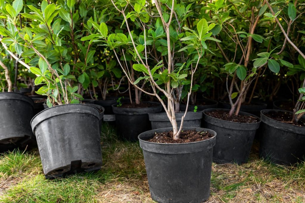 Rhododendronpflanzen im Kübel