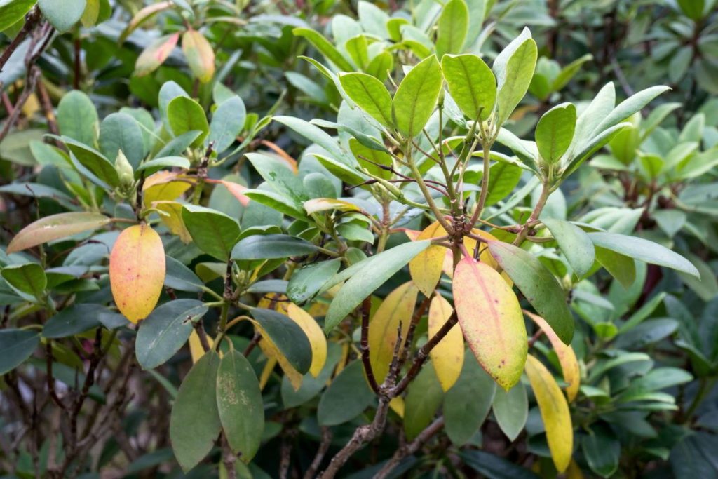 Gelbe Blätter des Rhododendrons im Herbst
