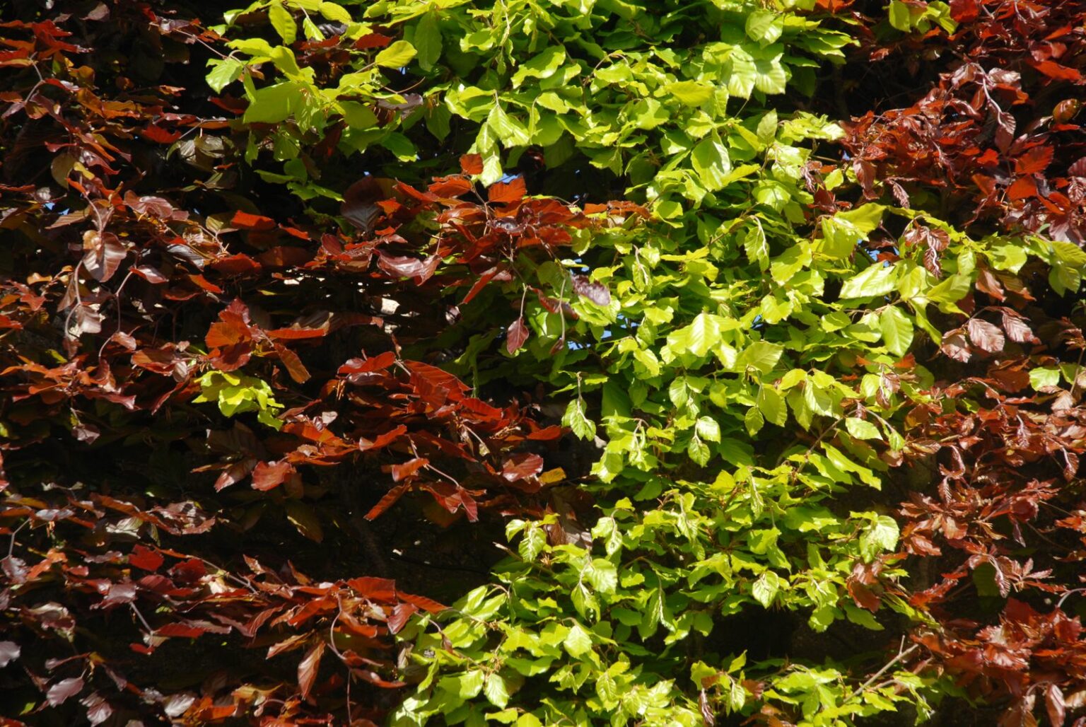Buchenhecke richtig pflanzen Anleitung in 8 Schritten Plantura