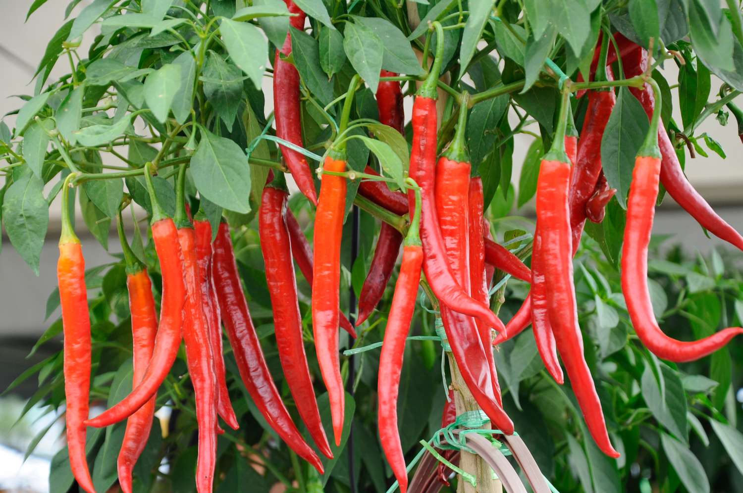 5 Tipps, damit Chilis richtig scharf werden - Plantura