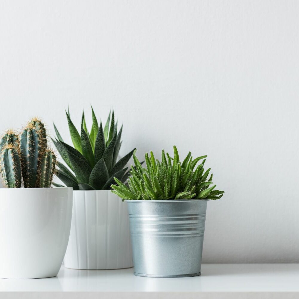 Die 10 kaum zu ttenden Pflanzen - Plantura