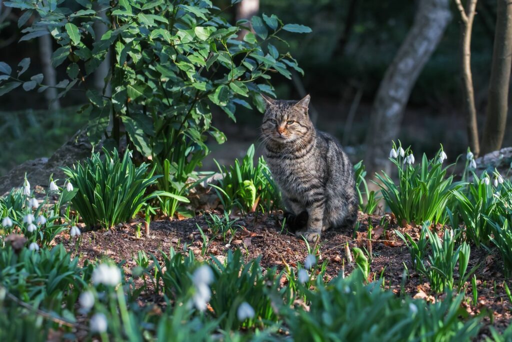 Katzenschreck Katzenabwehr Verpiss-Dich Pflanzen blaue Blüten Kot