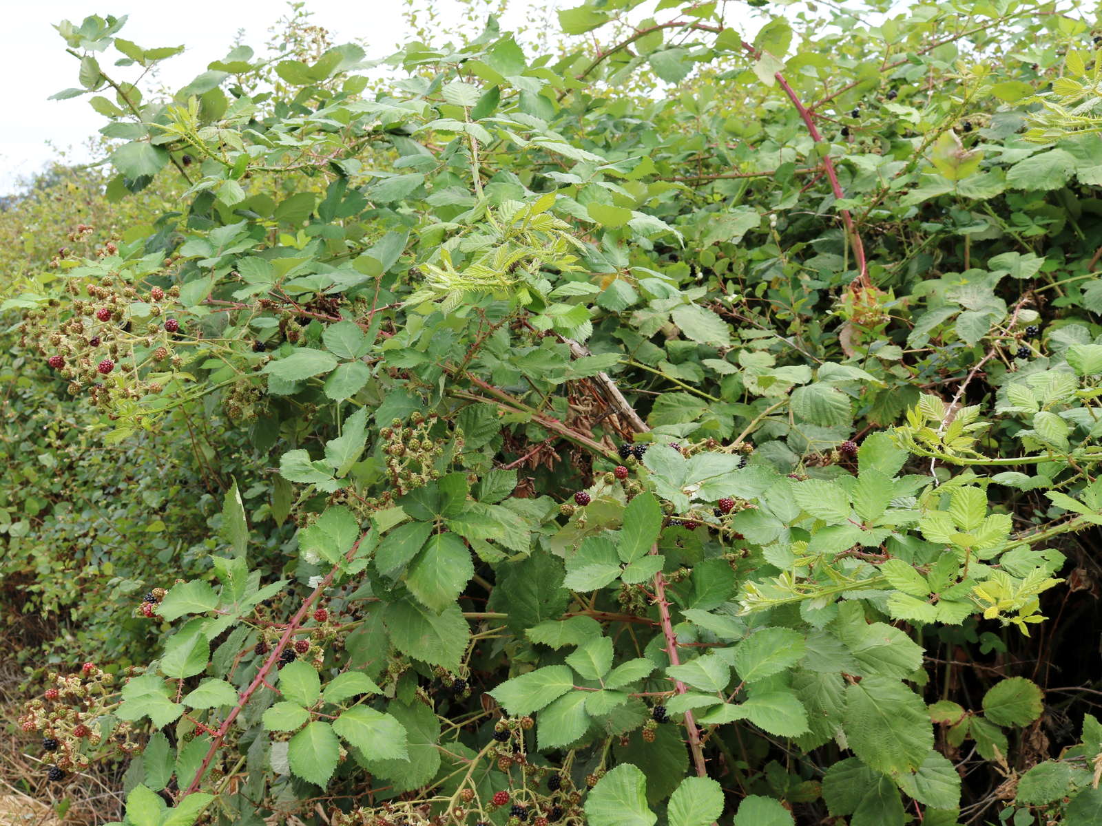 Brombeeren Entfernen Vernichten Experten Tipps Zur Bekampfung