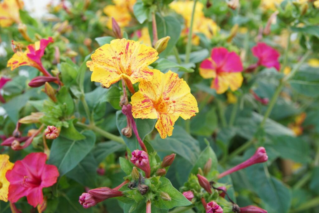 Wunderblume gelbe Blüten