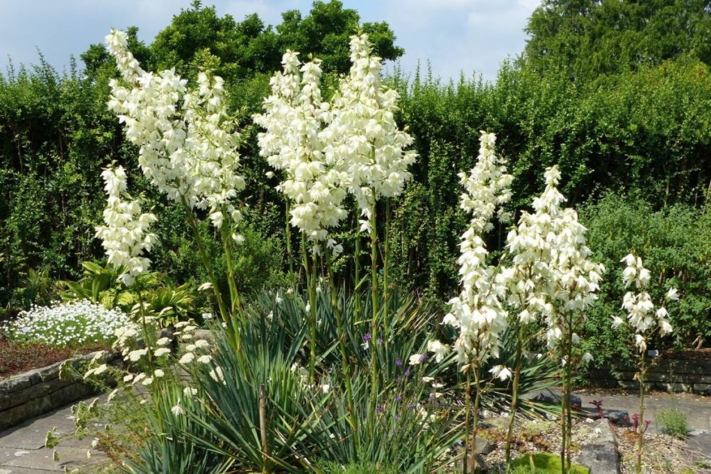 Yucca filamentosa mit weißen Blüten