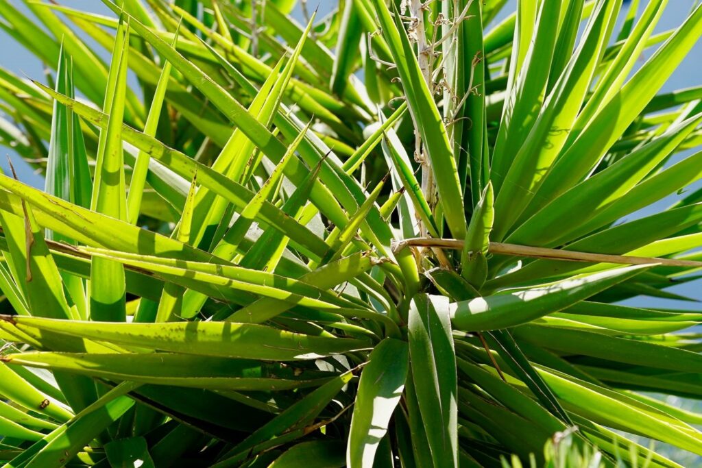 Yucca gigantea Yucca-Palme