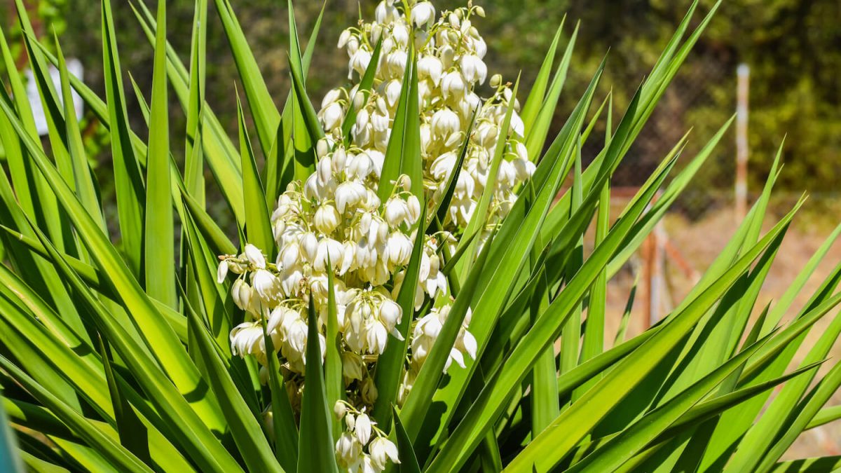 bester dünger für thuja Koniferen Dünger von Flora Boost | 200L Ergiebigkeit main image 0