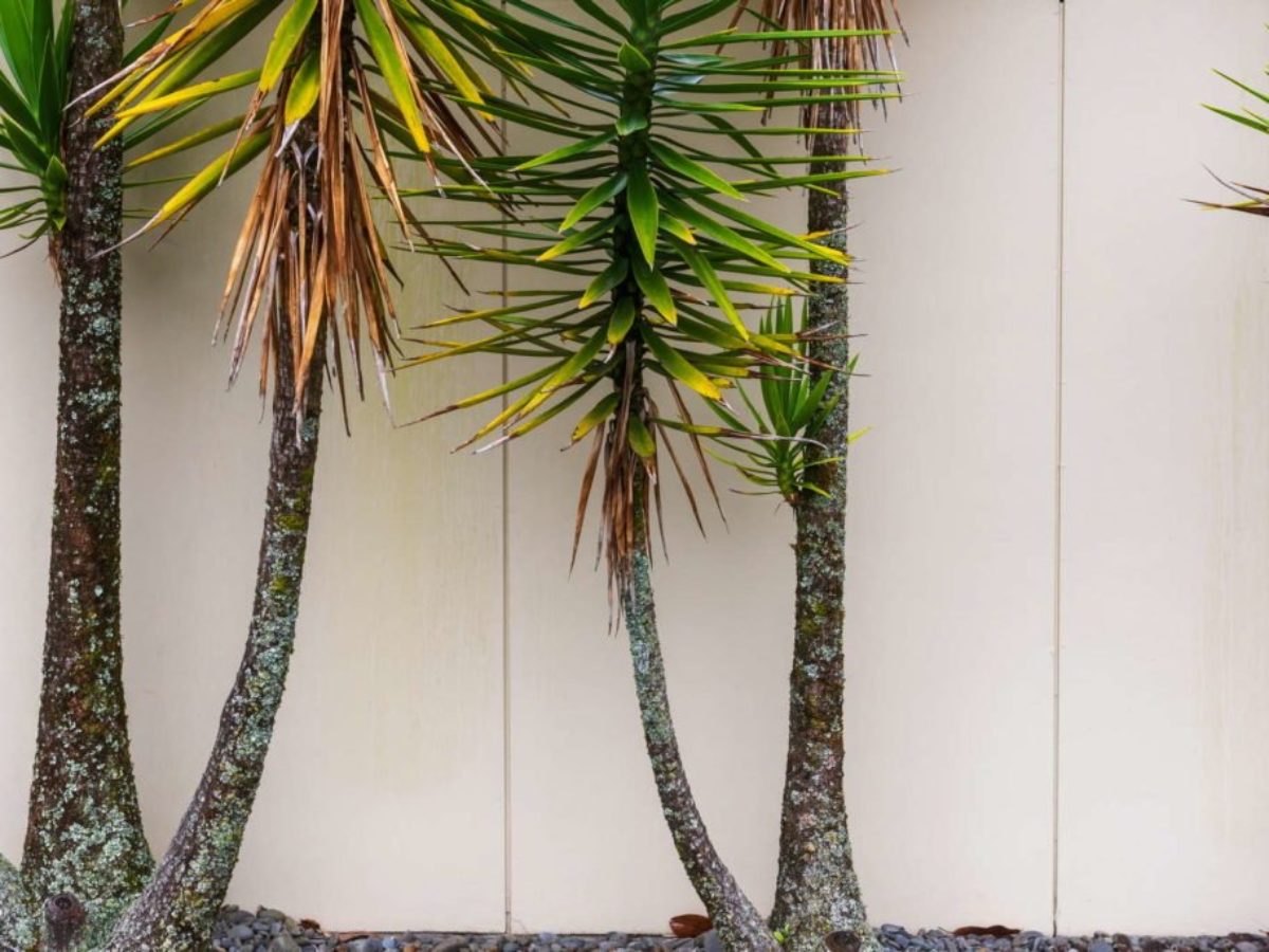 Yucca-Palme hat gelbe Bltter: Ursachen & Bekmpfung