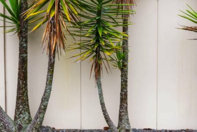 Yucca-Palme: Tipps & Tricks bei gelben Blättern & häufigen Krankheiten