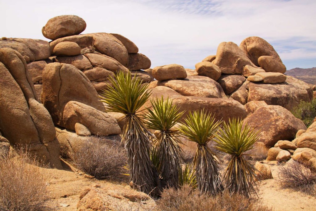 Yucca Palmen in der Wüste