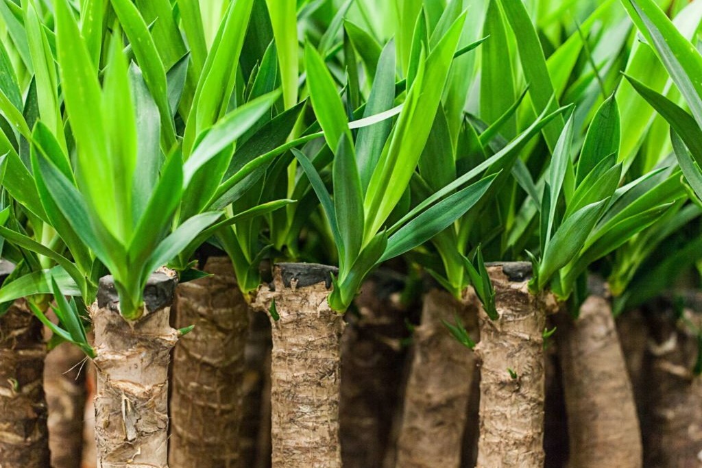 Yucca Palmen