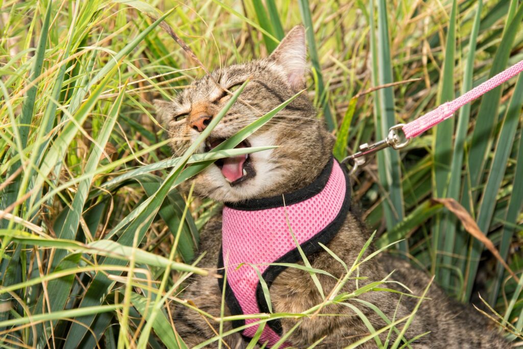 Katze beißt auf Yuccapalme