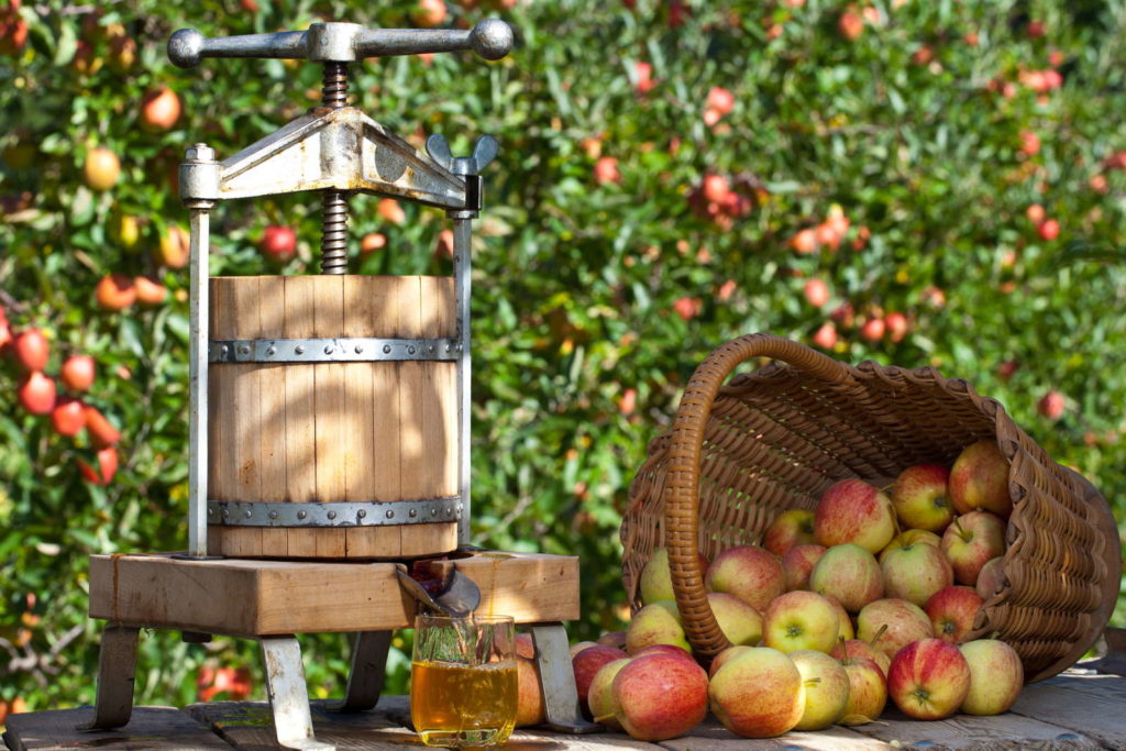 Apfelsaft pressen Mosterrei Pressmaschine Äpfel im Korb apfelbaum