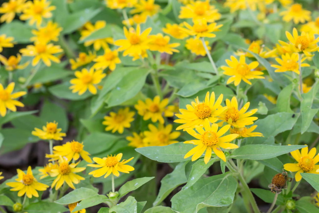 Arnika Heilpflanze gelbe Blüten
