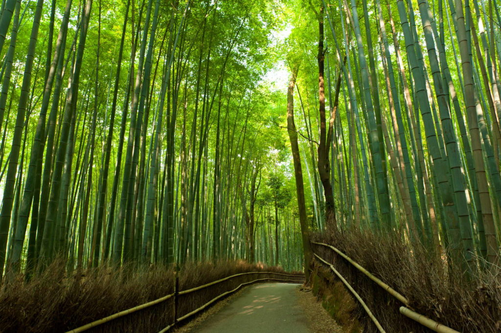 Bambus Riesenbambus gras