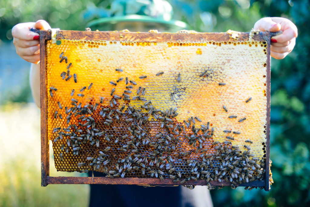 Bienen Bienenwaben Honig Ernte Imker