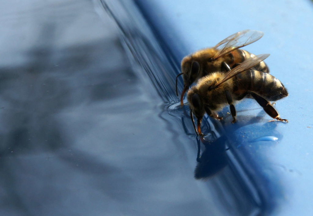 Bienen trinken Wasser