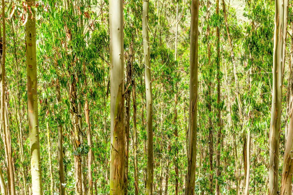Eucalyptus Wald Baum