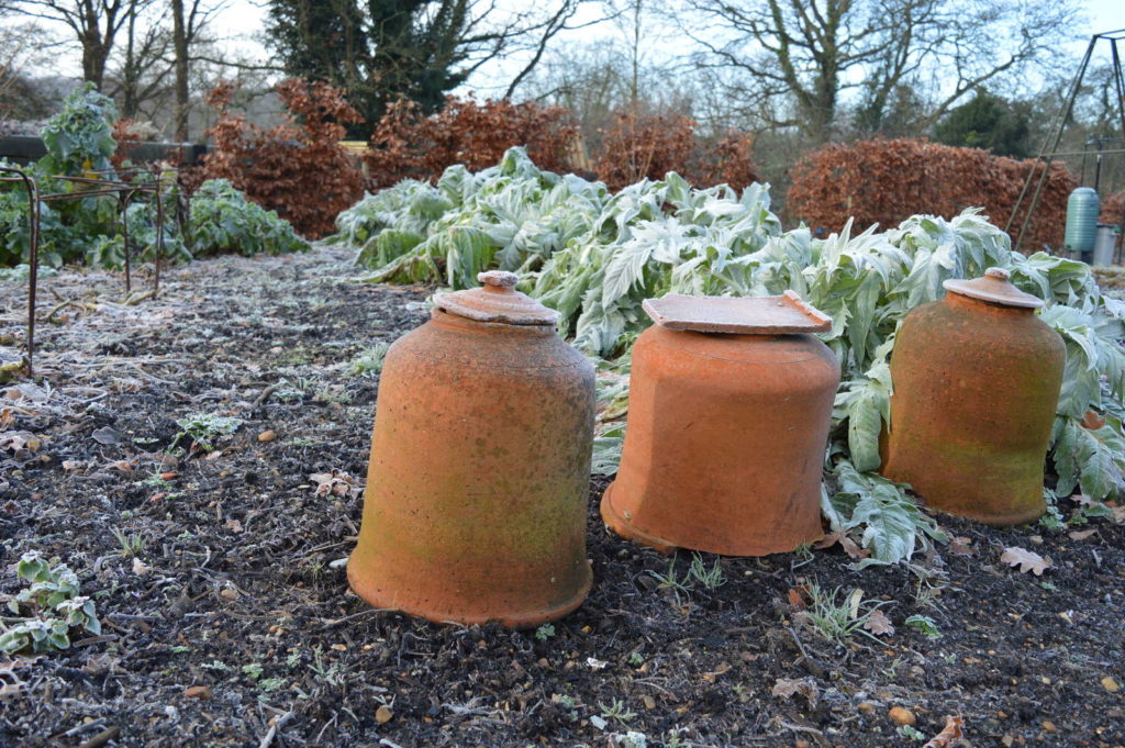 Frostschutz Rhabarber Tontöpfe überwintern