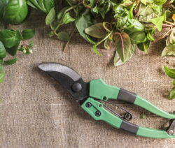 Fuchsien schneiden Gartenschere auf Jutedecke