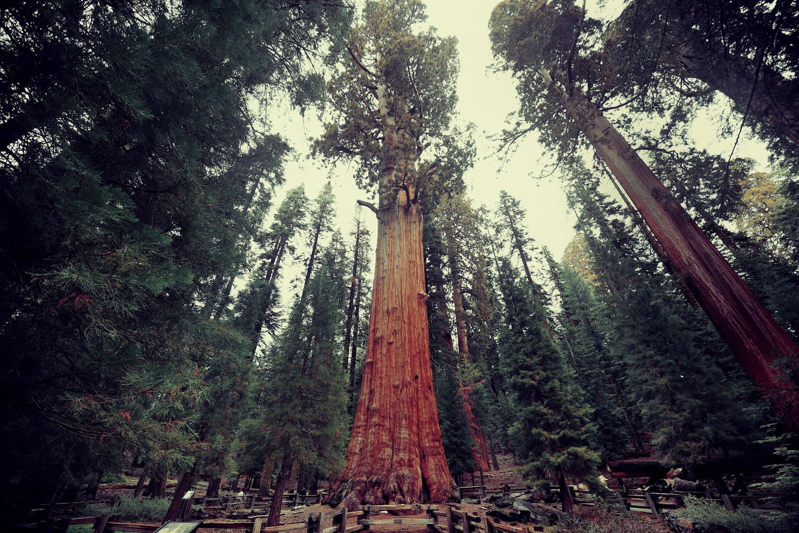Schnellwachsende Pflanzen: Die Top 5 - Plantura