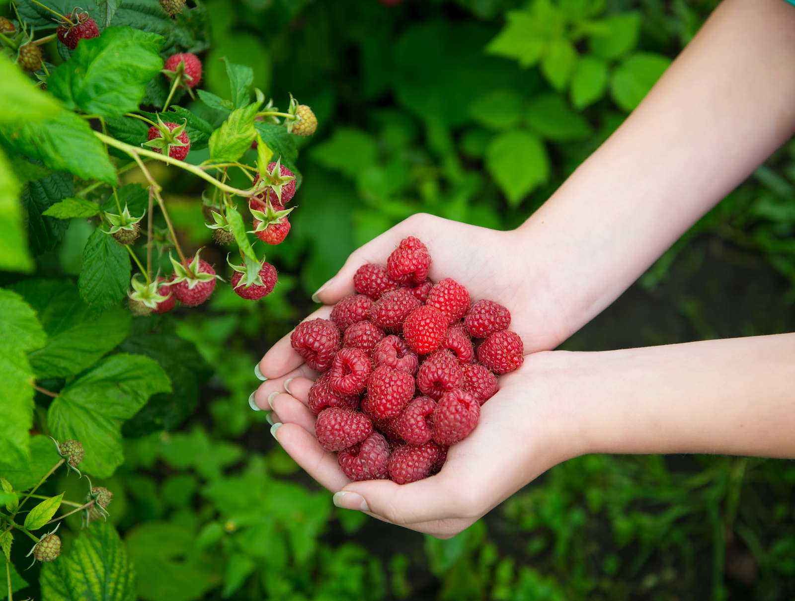 10 Tipps Fur Leckere Himbeeren Aus Eigenem Anbau Plantura