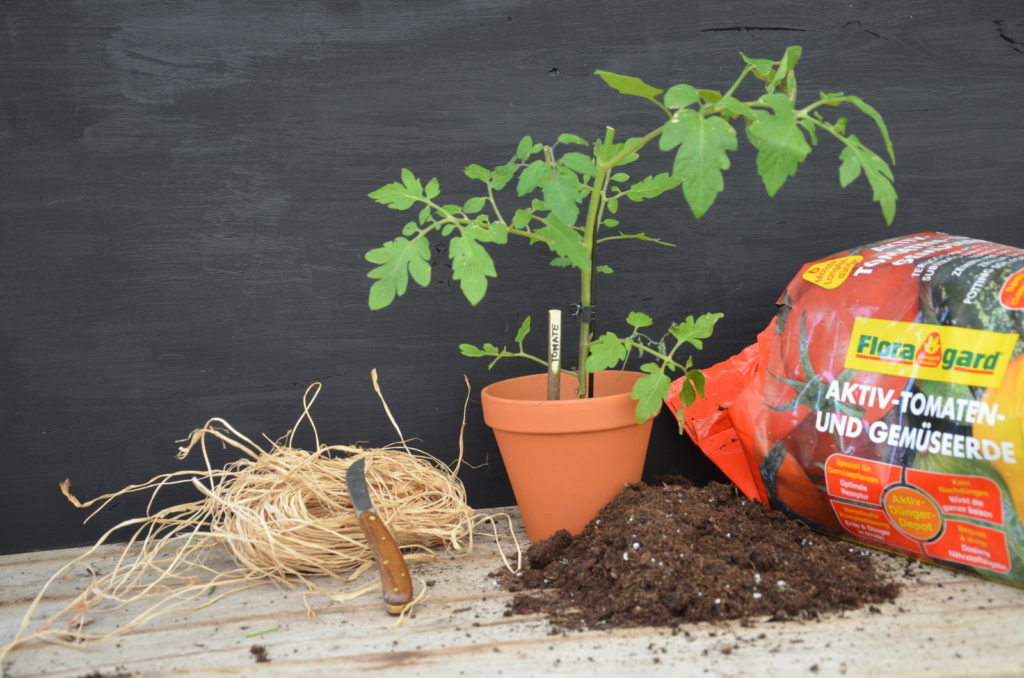 Holzstecken-Tomate im Topf