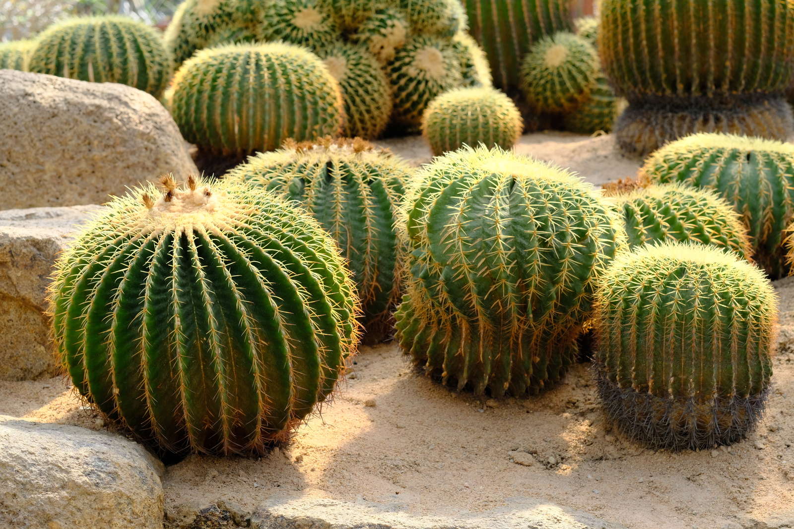 Kakteenarten Die besten Sorten in der Übersicht Plantura