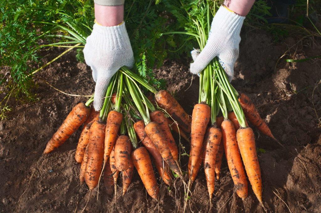 Karotten ernten Hände Erde Beet