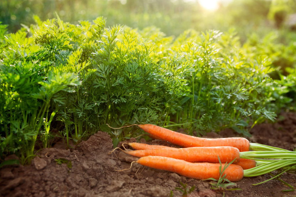 10 Tipps für die perfekte Karotte aus dem eigenen Garten - Plantura