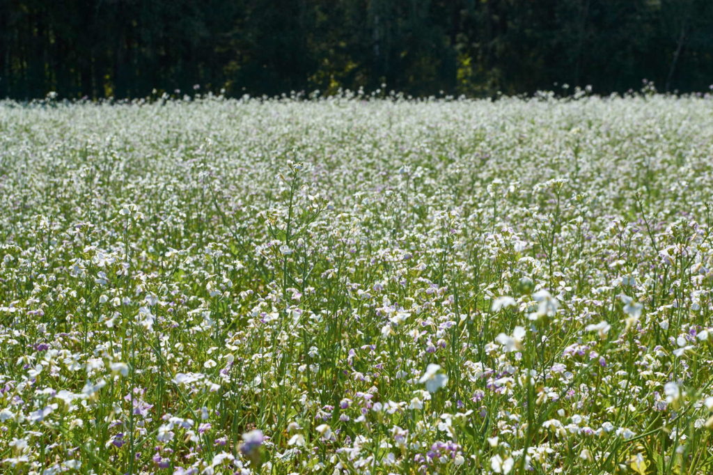 Karottenblüten Feld Sommer
