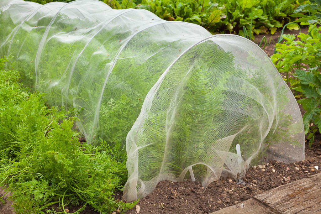 Karottenpflanzen Beet abgedeckt Garten Insektenschutz