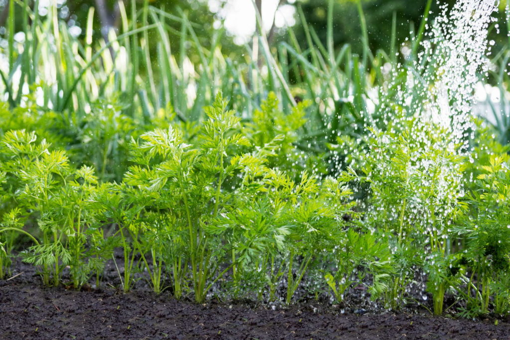 Karottenpflanzen wässern Beet Garten gießen