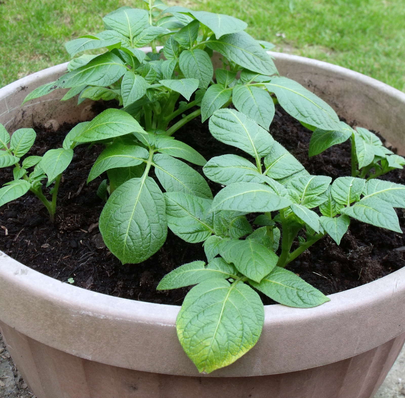10 Tipps Fur Den Kartoffelanbau Im Eigenen Garten Plantura